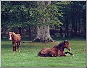 Two Horses