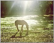 Morning Star