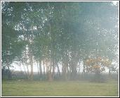Woodland Dream