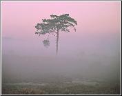 Pine Dream
