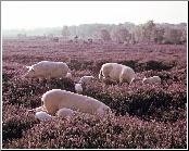 Exploring Heather