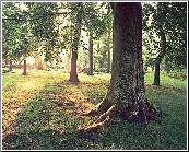 Illusive  Woodland