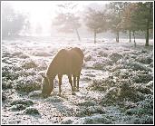 Cold Awakening