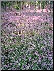 Bluebell Wood