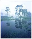 Blue Bayou