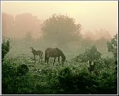 Timeless Morning