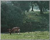 Forest Stag