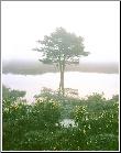 Solitary Tree