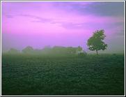 Purple Sky