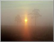 Morning Flame
