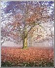 Majestic Oak