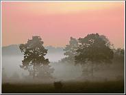 Awakening Woodland