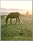 Morning Graze