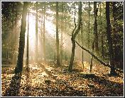 Woodland Mist