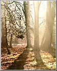 Morning Splendour