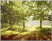 Woodland Wonder