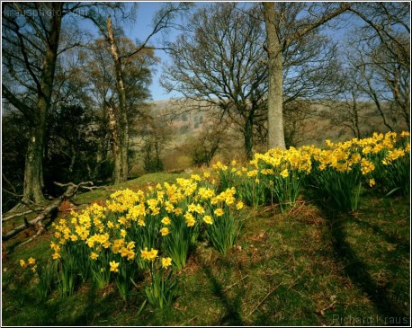 Lakeland Daffodils