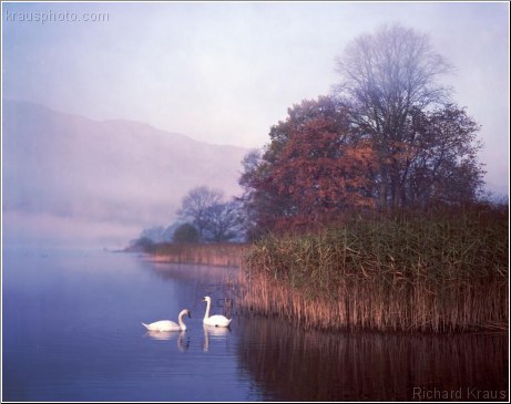 Lakeland Swans