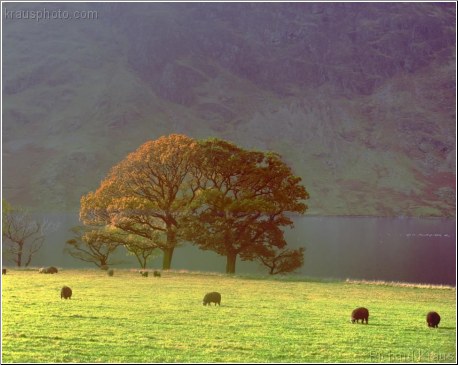 Lakeland Grazing