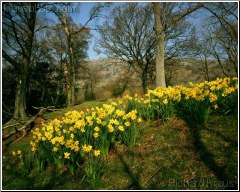 Lakeland Daffodils