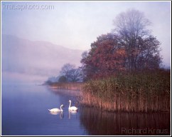 Lakeland Swans