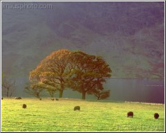 Lakeland Grazing