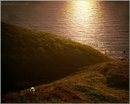 Cornwall Grazing