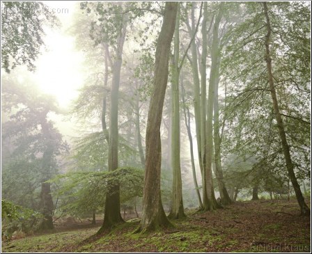 Tranquil Woodland