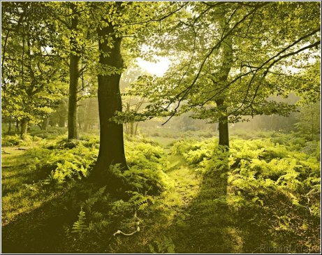 Golden Bracken