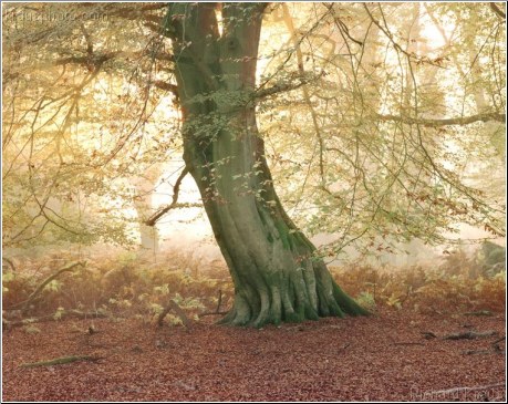 Forest Beech