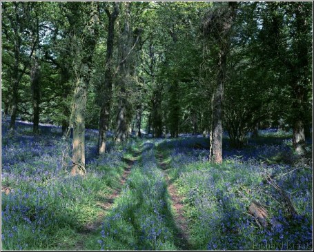 Bluebell Walk