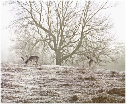 Winter Deer