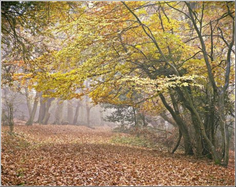 Autumn Walk