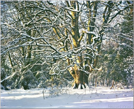 Snow Tree