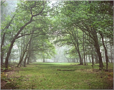 Forest Highway