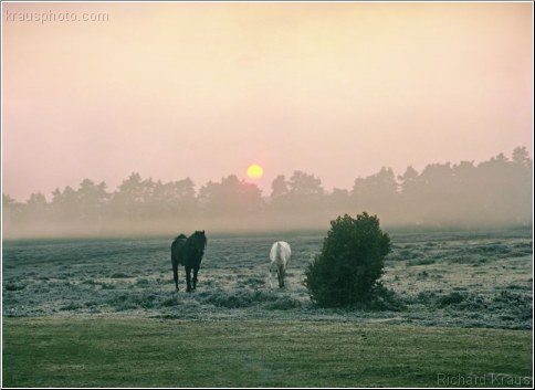 Peaceful Presence