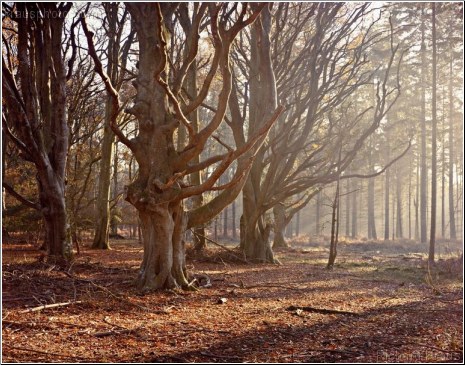 Bare Branches