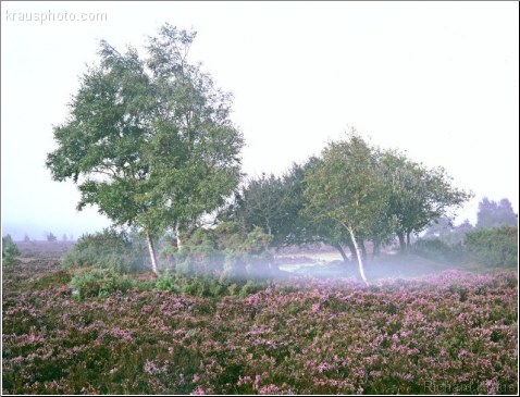 Hovering Mist