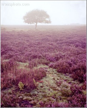 Carpet of Heather