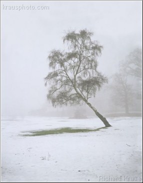 Frozen Forest