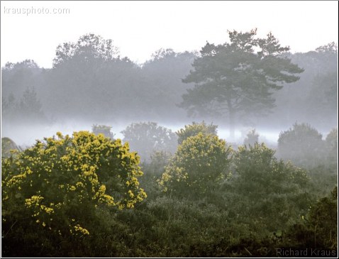 Misty Gorse