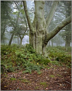 Summer Tree