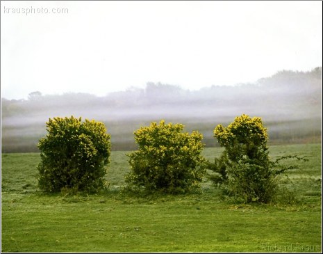 Gorse Trio