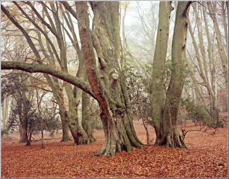 Autumn Beech