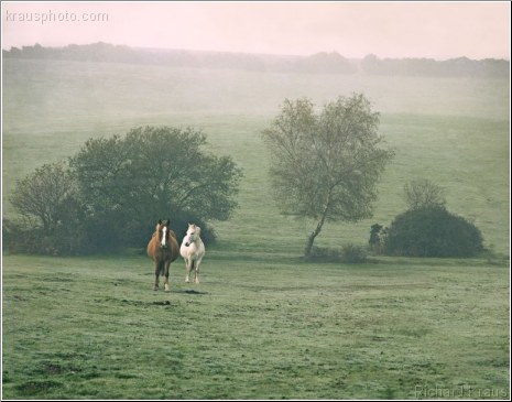 Floating Horses