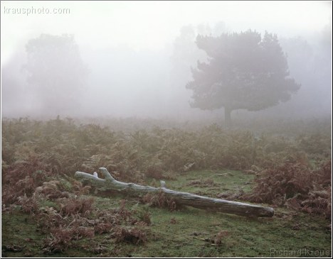 Evasive Dawn