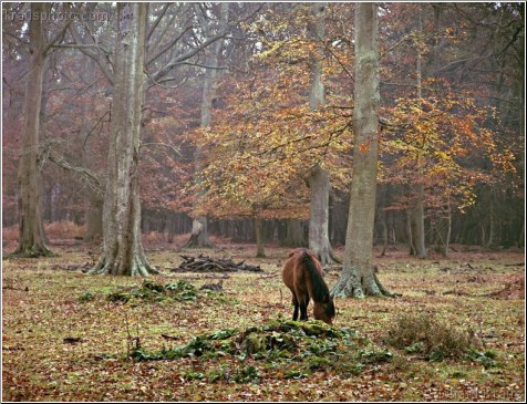 Autumn Contemplation