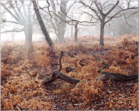 Resting Winter