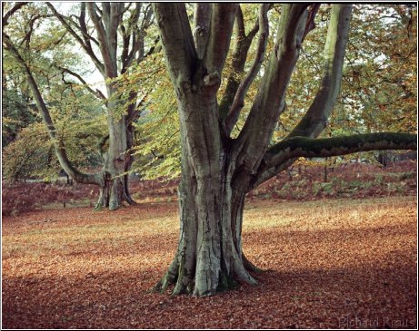 Beech Trees