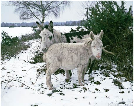 Winter Beauty